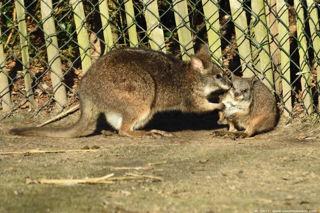 parmawallaby ( Macropus parma ) parma wallaby 
Trefwoorden: Dierenrijk Nederland Netherlands parmawallaby  Macropus parma parma wallaby