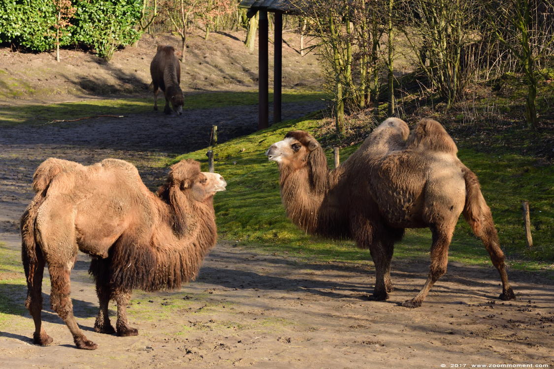 kameel  ( Camelus bactrianus )  Bactrian camel 
Trefwoorden: Dierenrijk Nederland Netherlands kameel Camelus bactrianus camel
