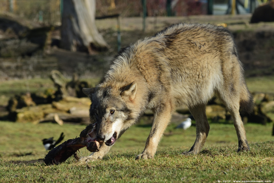 Europese wolf  ( Canis lupus lupus )  Eurasian wolf 
Trefwoorden: Dierenrijk Nederland Netherlands Europese wolf Canis lupus lupus Eurasian wolf