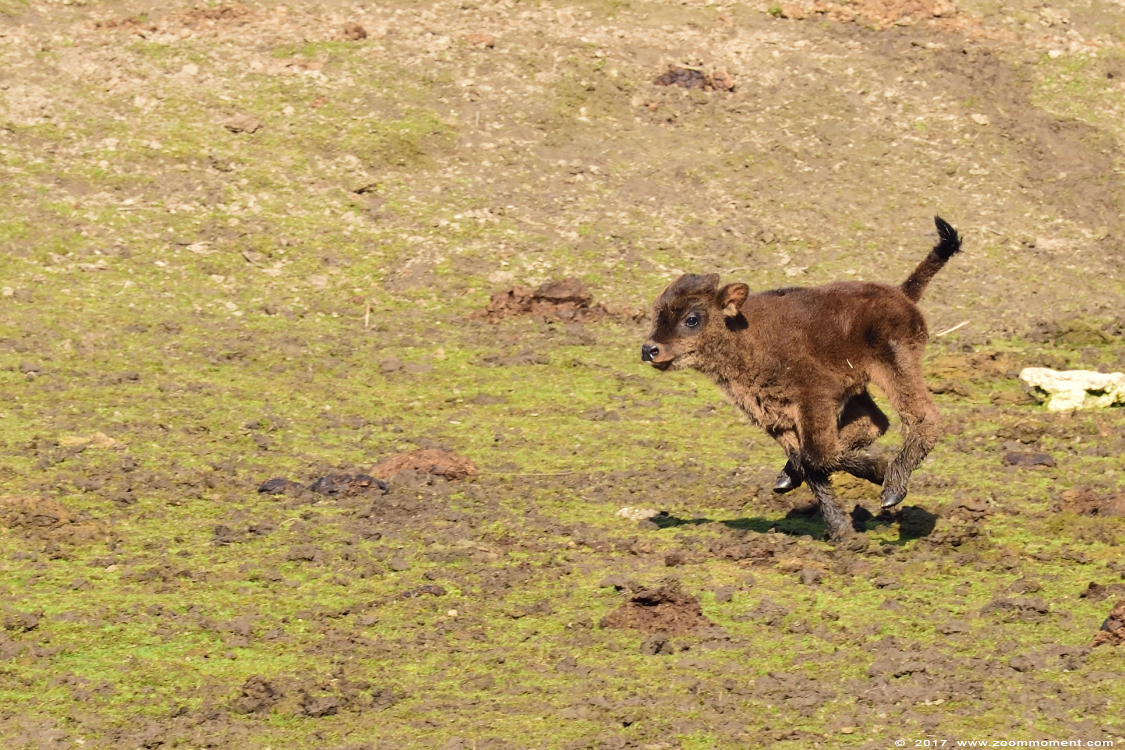 oeros ( Bos taurus primigenius )  aurochs
Kalf, 1 week oud
Calf, 1 week old
Trefwoorden: Dierenrijk Nederland Netherlands oeros Bos taurus primigenius aurochs