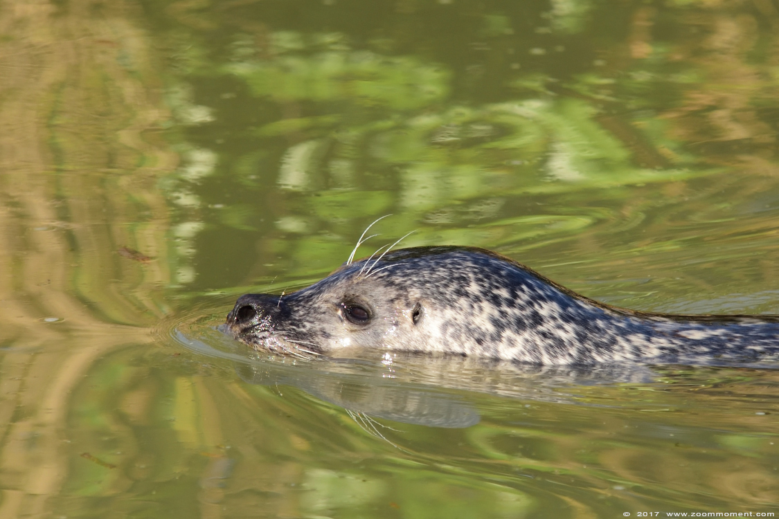 zeehond  ( Phoca vitulina ) common seal
Trefwoorden: Dierenrijk Nederland Netherlands zeehond   Phoca vitulina  common seal