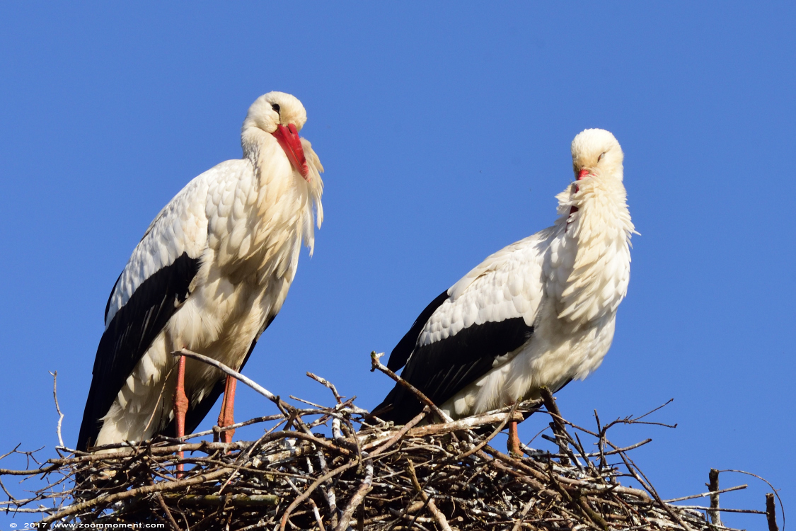 ooievaar ( Ciconia ciconia ) stork
Trefwoorden: Dierenrijk Nederland Netherlands ooievaar Ciconia ciconia stork