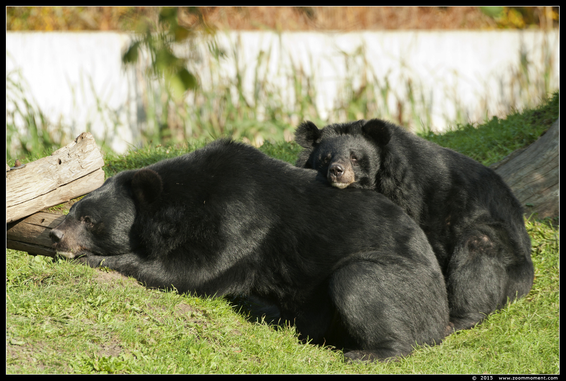 kraagbeer  ( Ursus thibetanus ) Asiatic black bear
Trefwoorden: Dierenrijk Nederland Netherlands kraagbeer  Ursus thibetanus  Asiatic black bear
