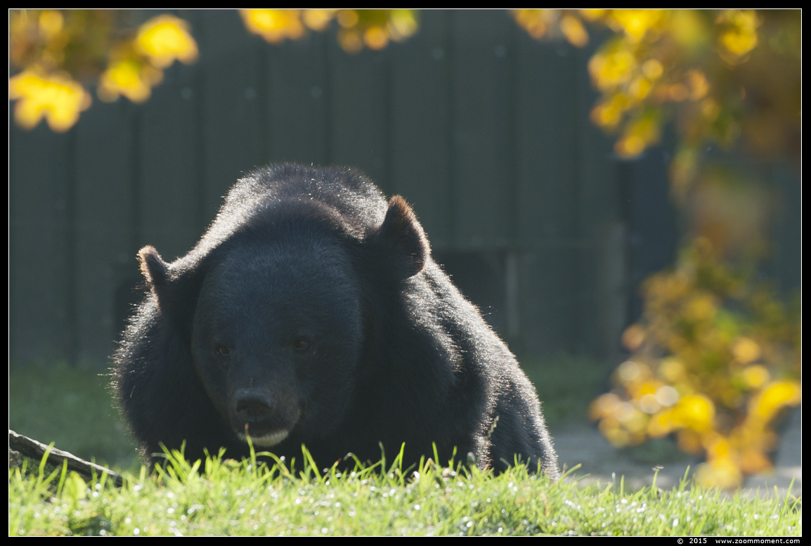 kraagbeer  ( Ursus thibetanus ) Asiatic black bear
Trefwoorden: Dierenrijk Nederland Netherlands kraagbeer  Ursus thibetanus  Asiatic black bear