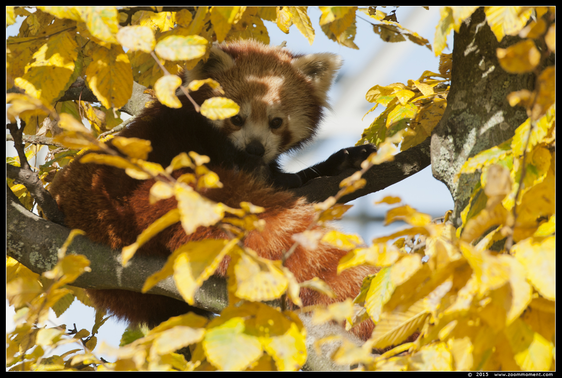 kleine of rode panda ( Ailurus fulgens ) lesser or red panda
Trefwoorden: Dierenrijk Nederland Netherlands rode panda  Ailurus fulgens lesser  red panda