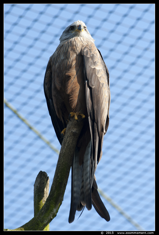 zwarte wouw  ( Milvus migrans )  black kite
Trefwoorden: Dierenrijk Nederland Netherlands zwarte wouw Milvus migrans   black kite