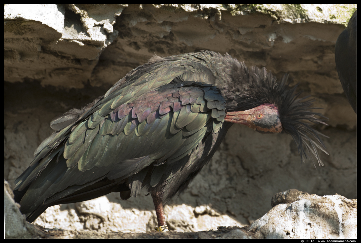 kaalkop ibis  ( Geronticus eremita ) Northern bald ibis
Trefwoorden: Dierenrijk Nederland Netherlands kaalkopibis Geronticus eremita Northern bald ibis