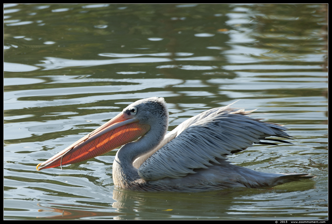 pelikaan ( Pelecanus onocrotalus )  pelican
Trefwoorden: Dierenrijk Nederland Netherlands pelikaan  Pelecanus onocrotalus  pelican