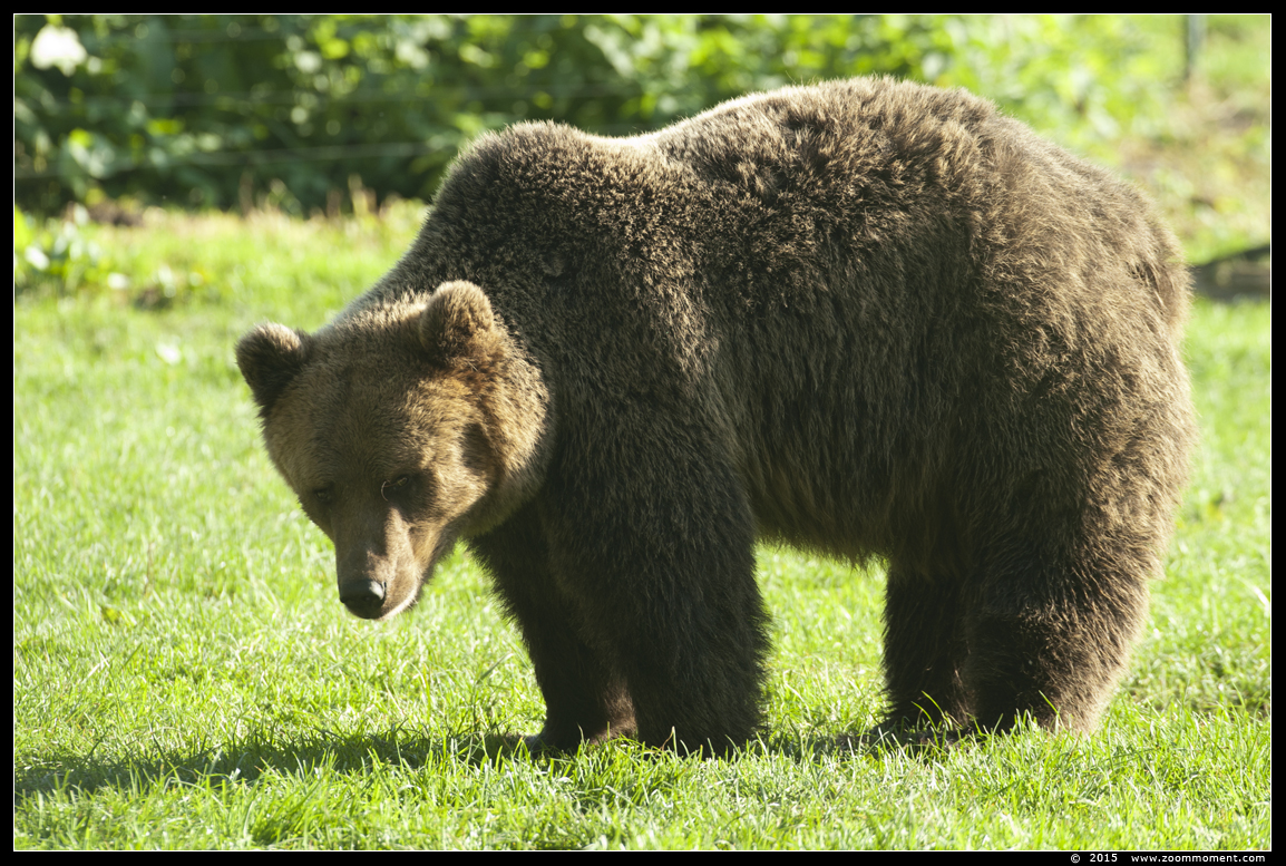 bruine beer  ( Ursus arctos arctos ) brown bear
Trefwoorden: Dierenrijk Nederland Netherlands bruine beer   Ursus arctos arctos  brown bear