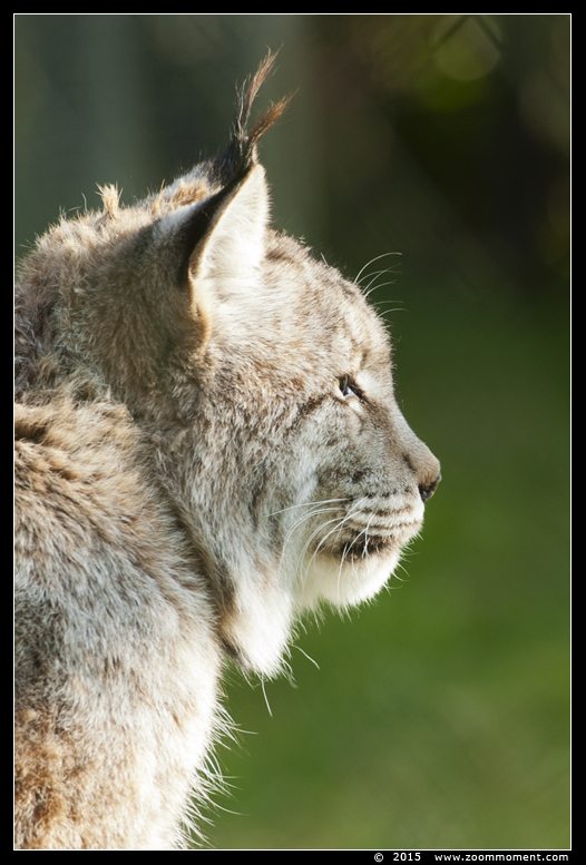 Euraziatische lynx  ( Lynx lynx )  Eurasian lynx
Trefwoorden: Dierenrijk Nederland Netherlands Euraziatische lynx  Lynx lynx  Eurasian lynx