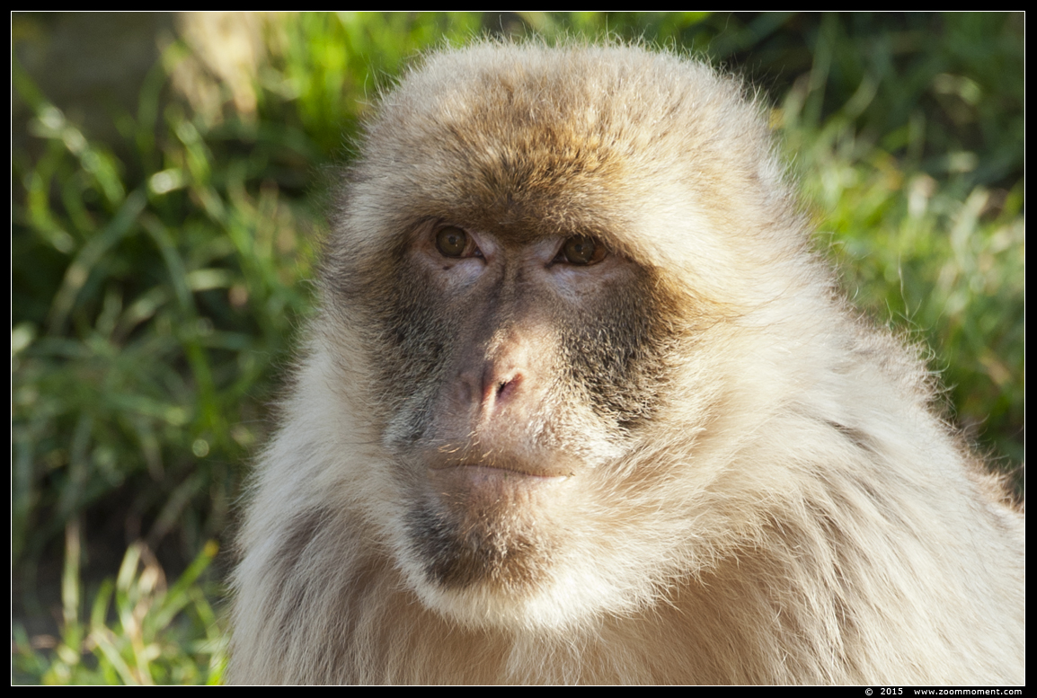 berberaap of magot aap of makaak ( Macaca sylvanus ) Berber monkey
Trefwoorden: Dierenrijk Nederland Netherlands berberaap magot aap makaak  Macaca sylvanus  Berber monkey