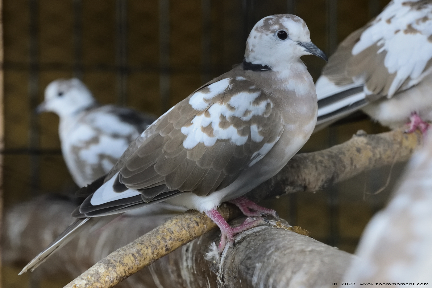 duif dove
Palavras chave: Tierpark Donnersberg Germany duif dove