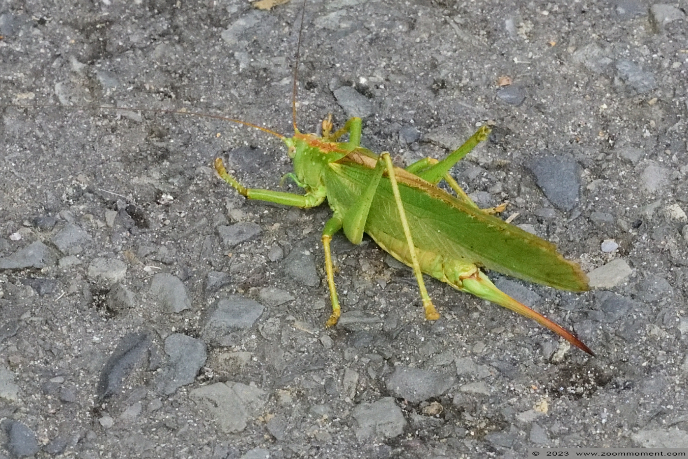 sprinkhaan grasshopper
Trefwoorden: Tierpark Donnersberg Germany sprinkhaan grasshopper