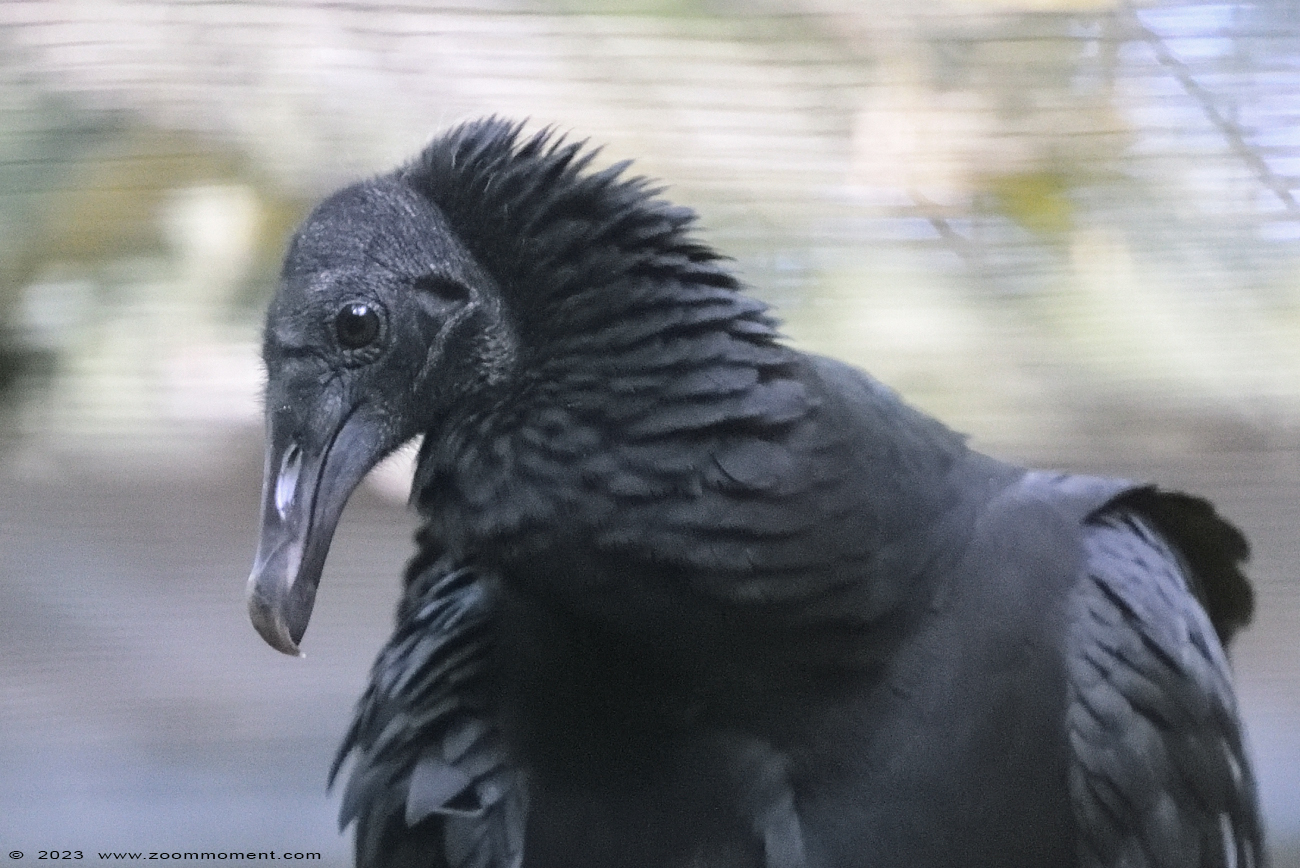 zwarte gier ( Coragyps atratus ) black vulture
Trefwoorden: Dortmund zoo Germany zwarte gier Coragyps atratus black vulture