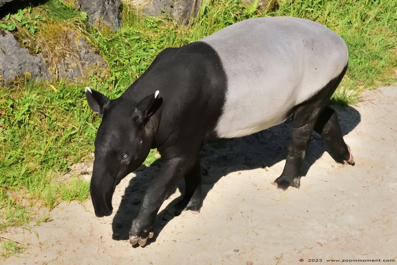 Indische of Maleise tapir ( Tapirus indicus ) Indian or Malayan or Asian tapir
Trefwoorden: Dortmund zoo Germany Indische Maleise tapir Tapirus indicus Indian Malayan Asian tapir