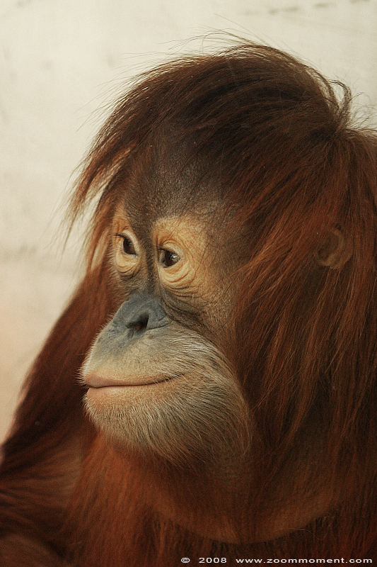 Sumatraanse orang oetan ( Pongo abelii ) Sumatran orangutan in Dresden zoo
Paraules clau: Dresden zoo Germany Duitsland Sumatraanse orang oetan Pongo abelii Sumatran orangutan