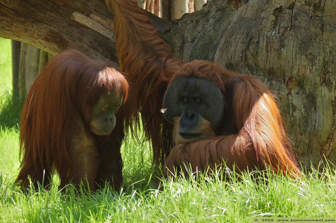 Sumatraanse orang oetan ( Pongo abelii ) Sumatran orangutan in Dresden zoo
Trefwoorden: Dresden zoo Germany Duitsland Sumatraanse orang oetan Pongo abelii Sumatran orangutan