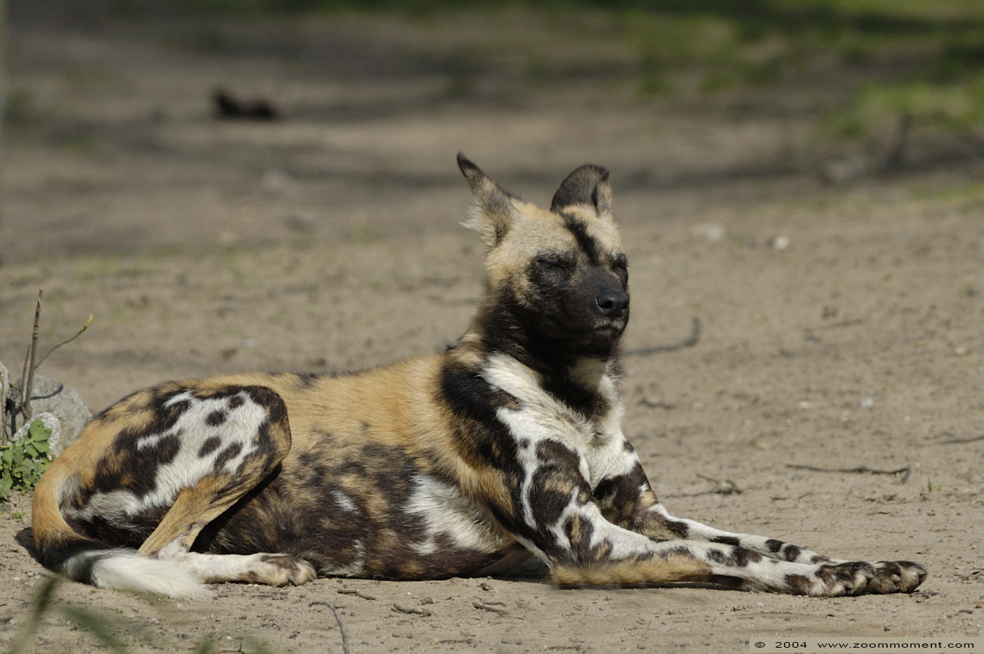 Afrikaanse wilde hond  ( Lycaon pictus )  African wild dog
Palavras chave: Zoo Duisburg Lycaon pictus Afrikaanse wilde hond African wild dog