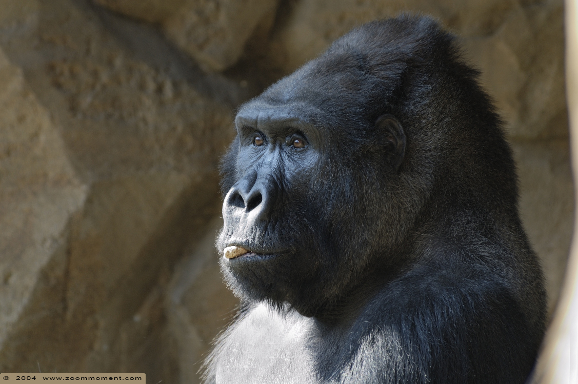 Gorilla gorilla
Avainsanat: Duisburg zoo gorilla