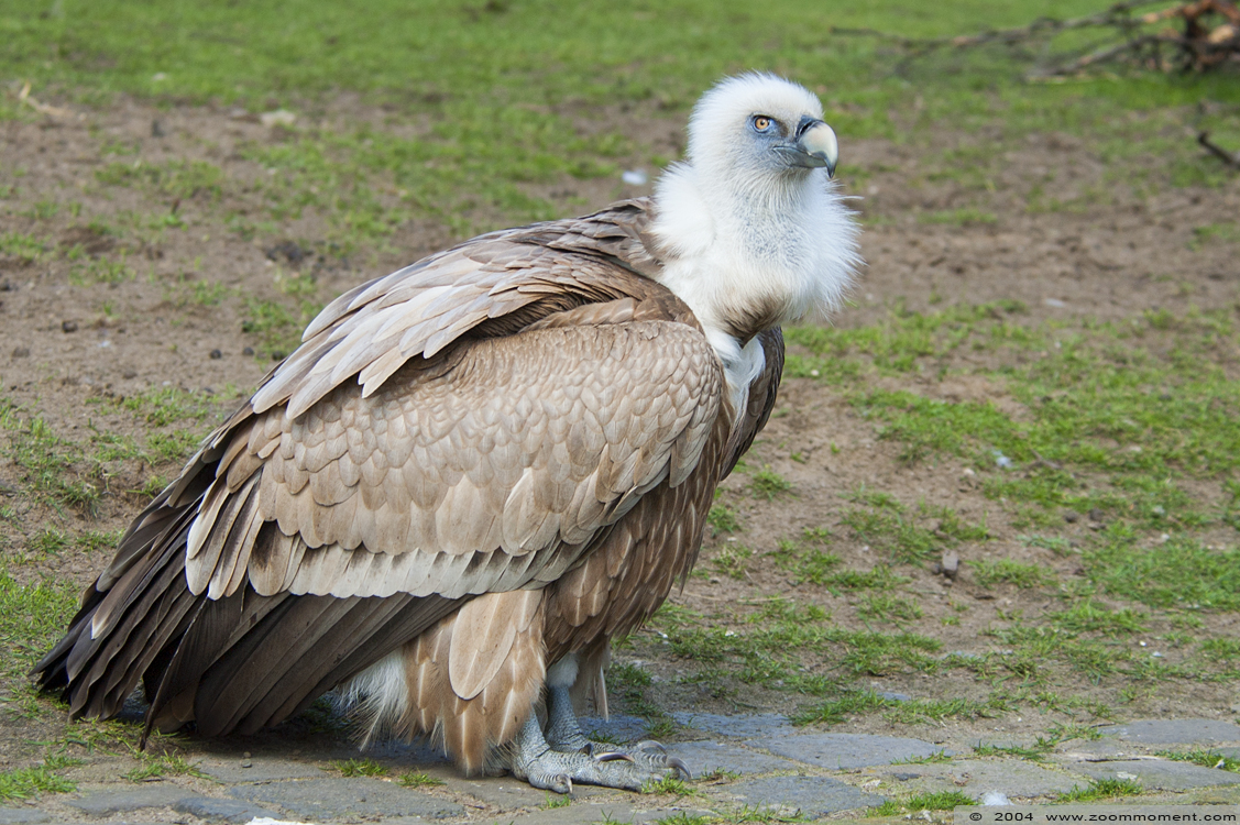 vale gier  ( Gyps fulvus )  griffon vulture or Eurasian griffon
Palavras chave: Zoo Duisburg Gyps fulvus vale gier griffon vulture vogel bird