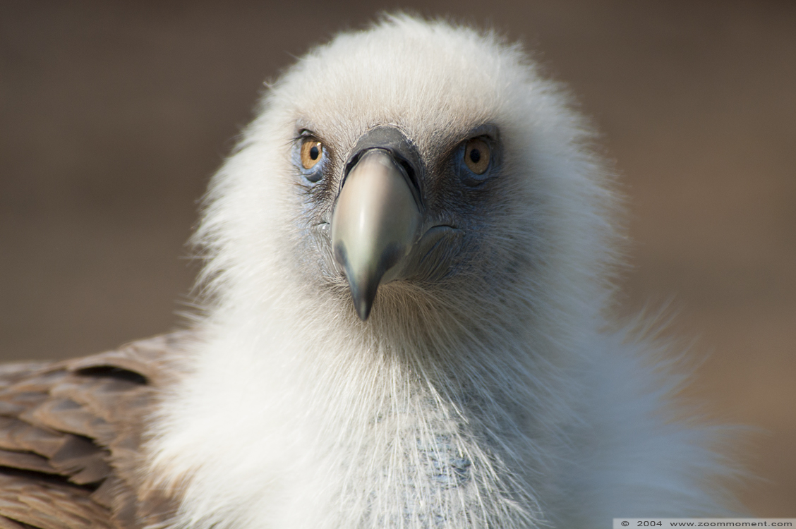 vale gier  ( Gyps fulvus )  griffon vulture or Eurasian griffon
Avainsanat: Zoo Duisburg Gyps fulvus vale gier griffon vulture vogel bird