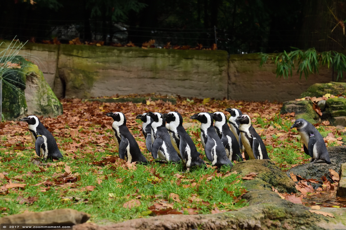 Afrikaanse pinguin of zwartvoetpinguïn ( Spheniscus demersus ) African penguin
Λέξεις-κλειδιά: Duisburg zoo Afrikaanse  pinguin zwartvoetpinguïn Spheniscus demersus  African penguin