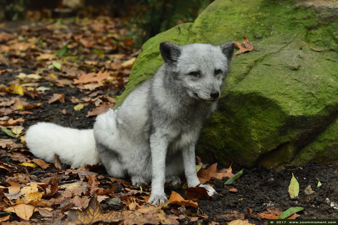 poolvos  ( Vulpes lagopus ) Arctic fox
Parole chiave: Duisburg zoo poolvos Vulpes lagopus arctic fox