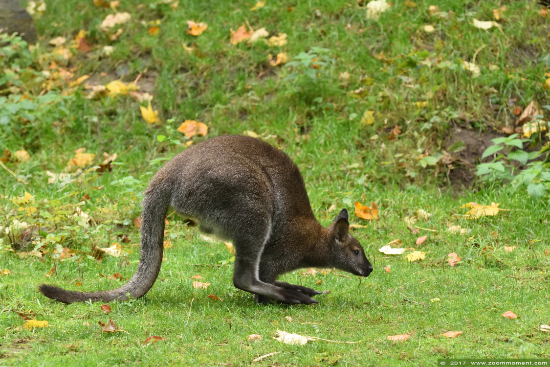 Bennettwallabie ( Macropus rufogriseus ) red necked wallaby
Trefwoorden: Duisburg zoo bennettwallabie Macropus rufogriseus wallaby
