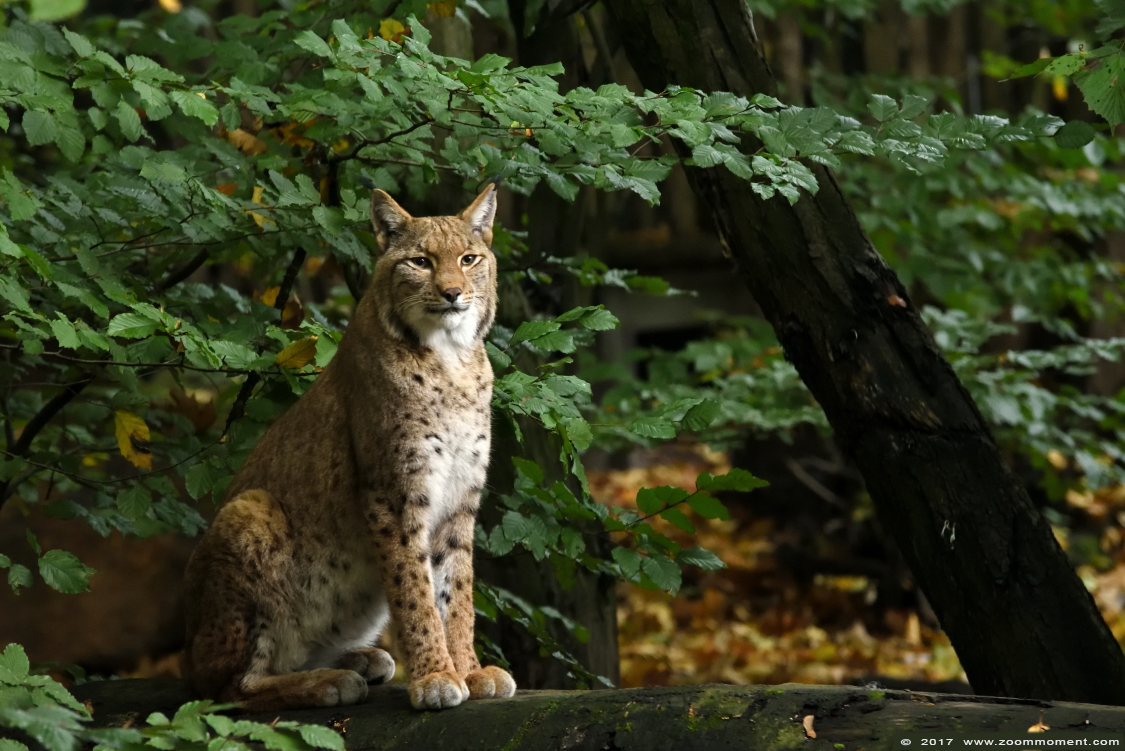 Europese lynx ( Lynx lynx )
Trefwoorden: Duisburg zoo lynx