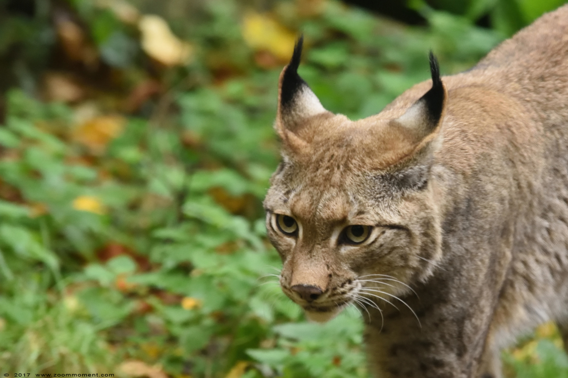 Europese lynx ( Lynx lynx )
Trefwoorden: Duisburg zoo lynx