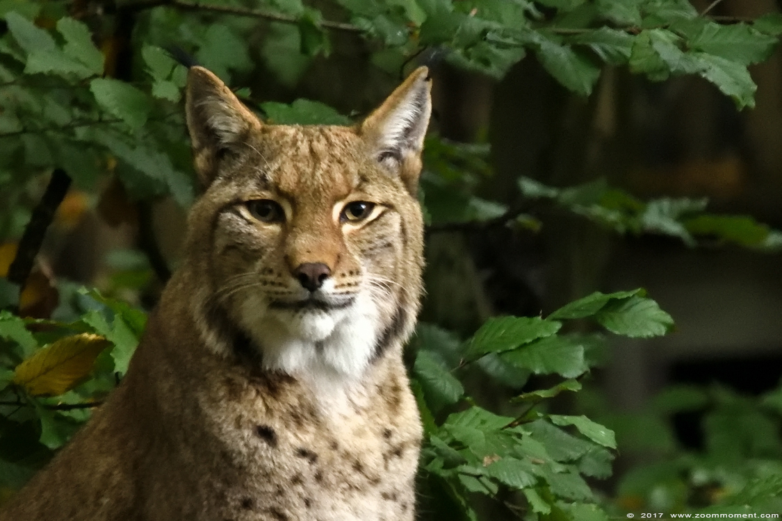 Europese lynx ( Lynx lynx )
Avainsanat: Duisburg zoo lynx
