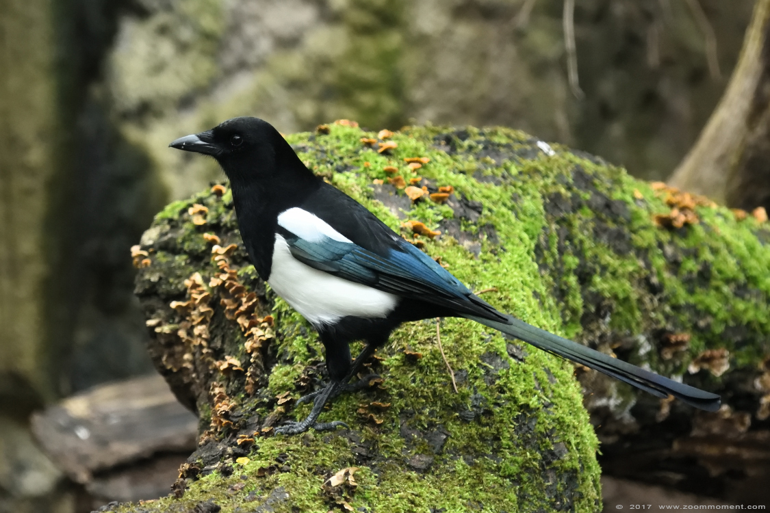 ekster ( Pica pica ) magpie
Palavras chave: Duisburg zoo ekster magpie Pica pica