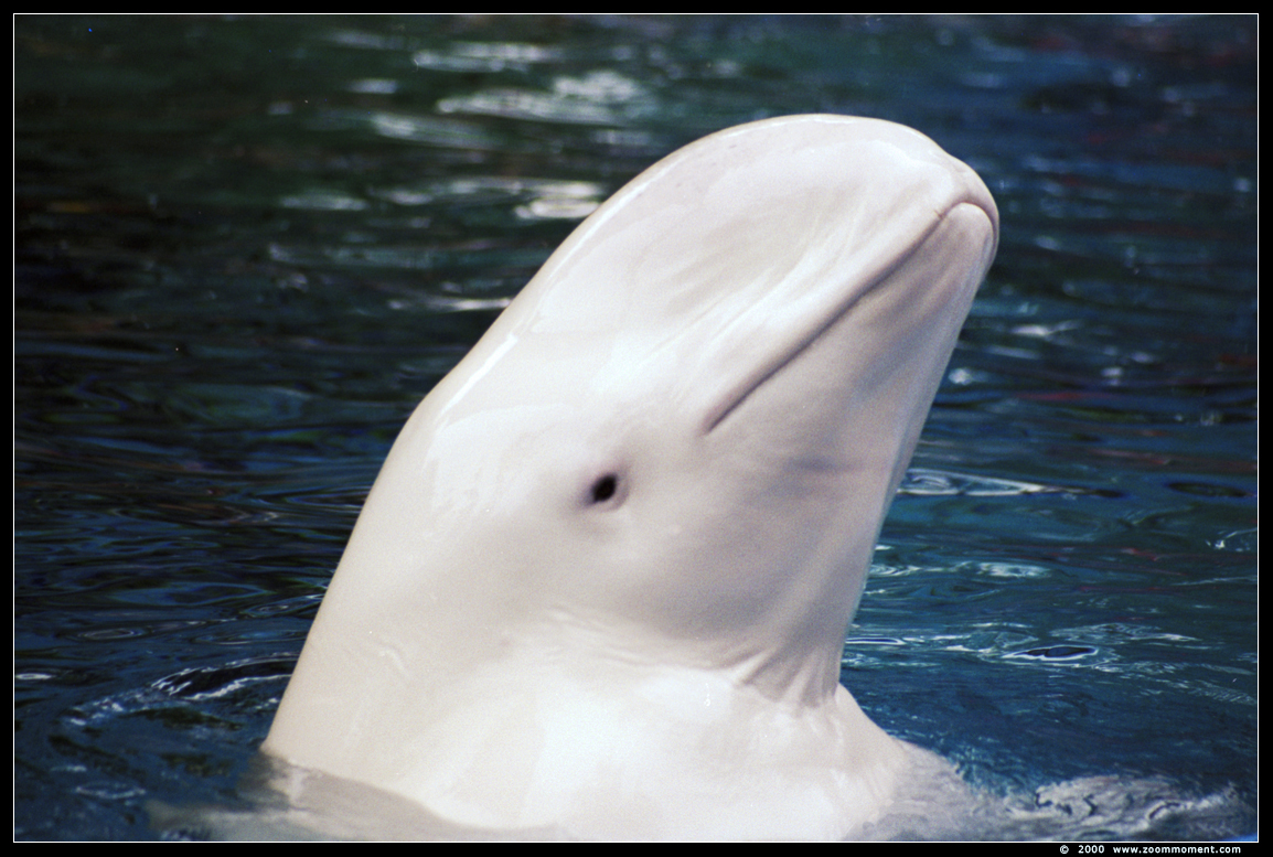 beloega of witte dolfijn  ( Delphinapterus leucas ) beluga whale or white whale
Wallarium 2000
Palabras clave: Duisburg zoo beloega witte dolfijn  Delphinapterus leucas beluga whale  white whale