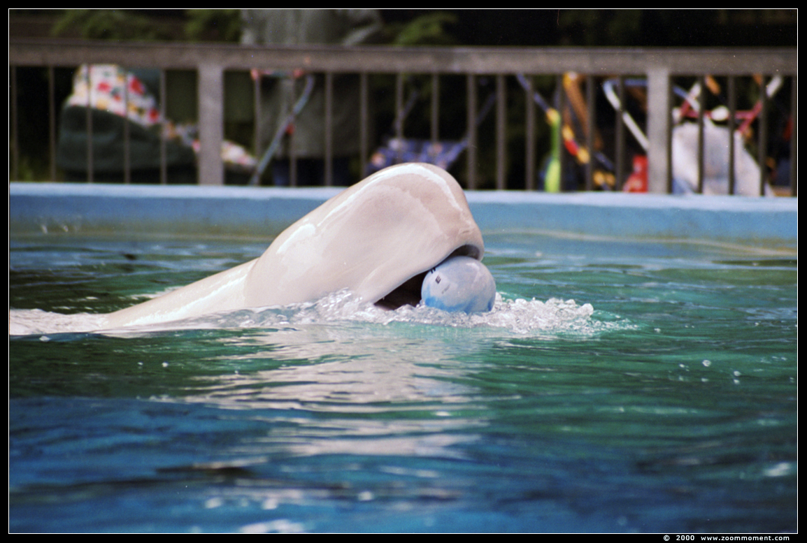 beloega of witte dolfijn  ( Delphinapterus leucas ) beluga whale or white whale
Wallarium 2000
Parole chiave: Duisburg zoo beloega witte dolfijn  Delphinapterus leucas beluga whale  white whale