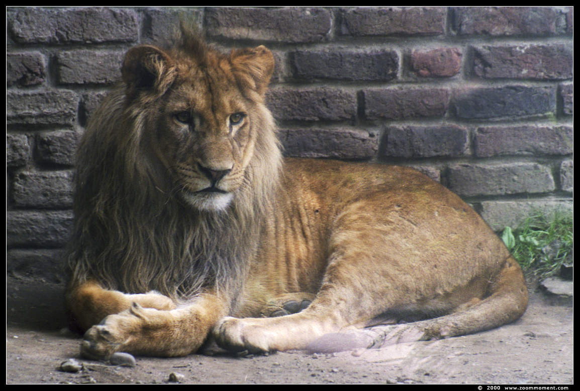 Afrikaanse leeuw ( Panthera leo ) African lion
Trefwoorden: Duisburg zoo Afrikaanse leeuw Panthera leo African lion
