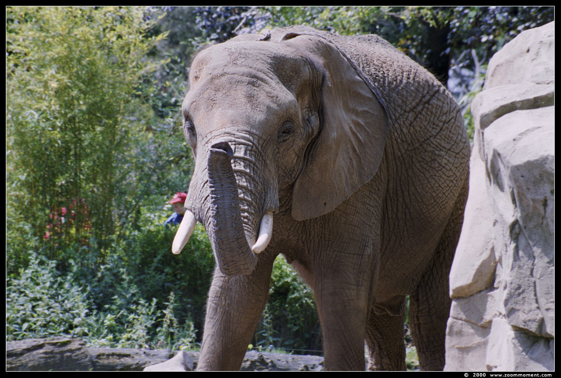 Afrikaanse olifant ( Loxodonta africana ) African elephant
Λέξεις-κλειδιά: Duisburg zoo Afrikaanse olifant Loxodonta africana African elephant