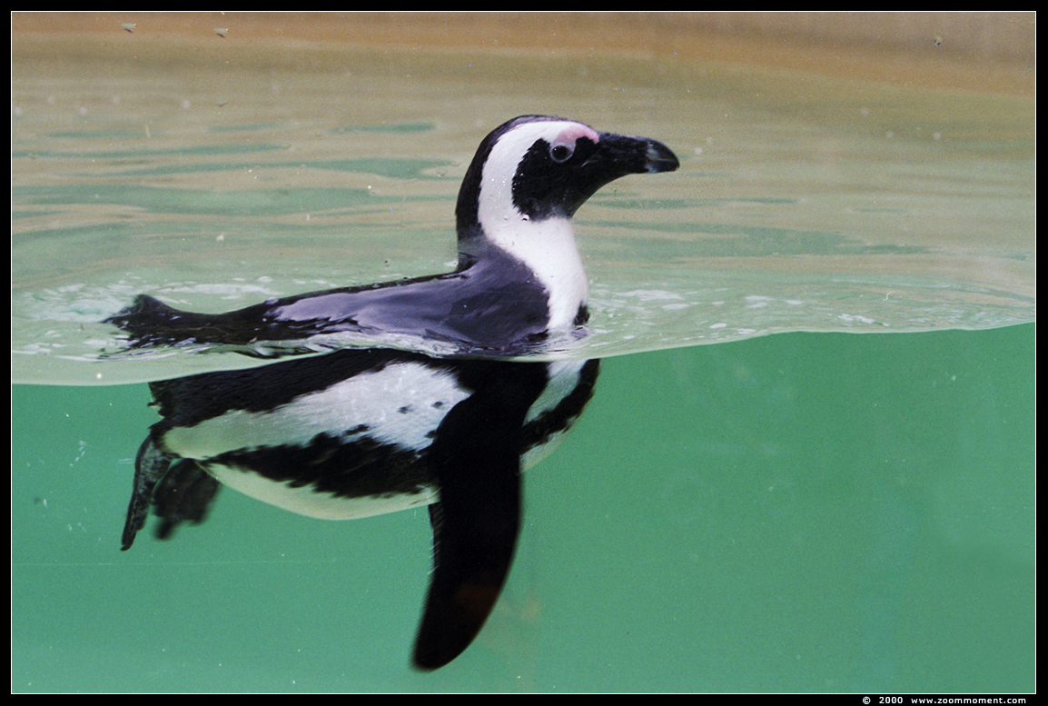 Afrikaanse pinguin of zwartvoetpinguïn ( Spheniscus demersus ) African penguin
Trefwoorden: Duisburg zoo Afrikaanse  pinguin zwartvoetpinguïn Spheniscus demersus  African penguin