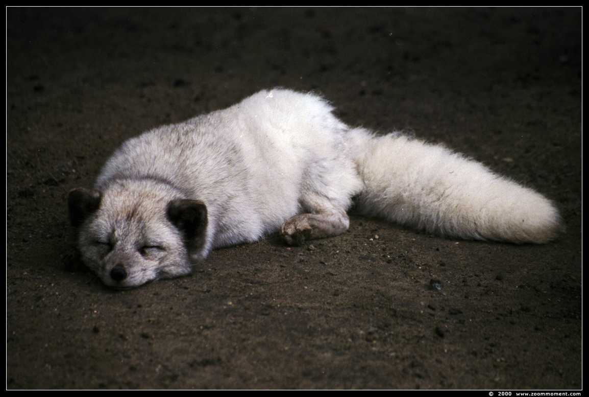 poolvos poolvos ( Vulpes lagopus ) Arctic fox
Palavras chave: Duisburg zoo poolvos poolvos Vulpes lagopus arctic fox