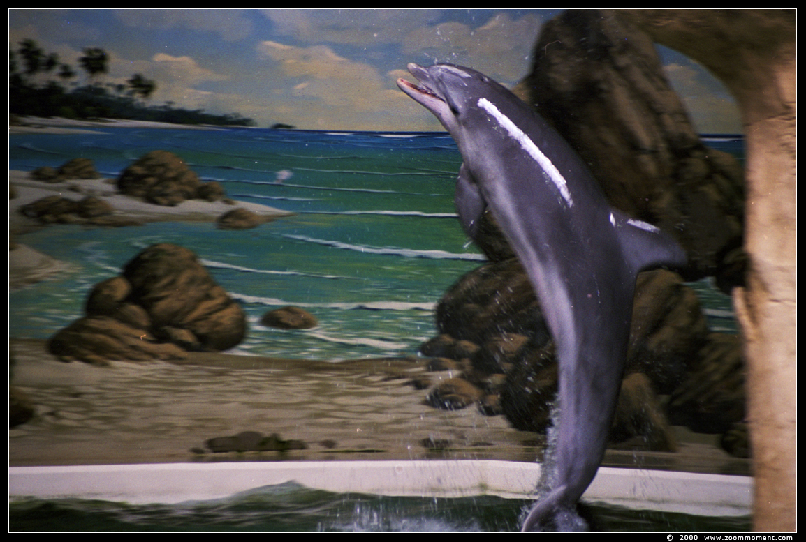 tuimelaar ( Tursiops truncatus ) bottlenose dolphin
Delfinarium 2000
Trefwoorden: Duisburg zoo tuimelaar Tursiops truncatus  bottlenose dolphin Delfinarium