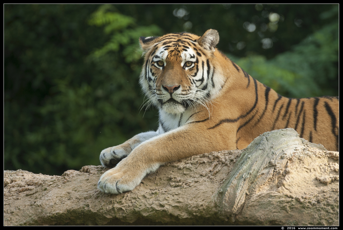 Siberische tijger  ( Panthera tigris altaica )  Siberian tiger 
Trefwoorden: Duisburg zoo Siberische tijger  Panthera tigris altaica Siberian tiger