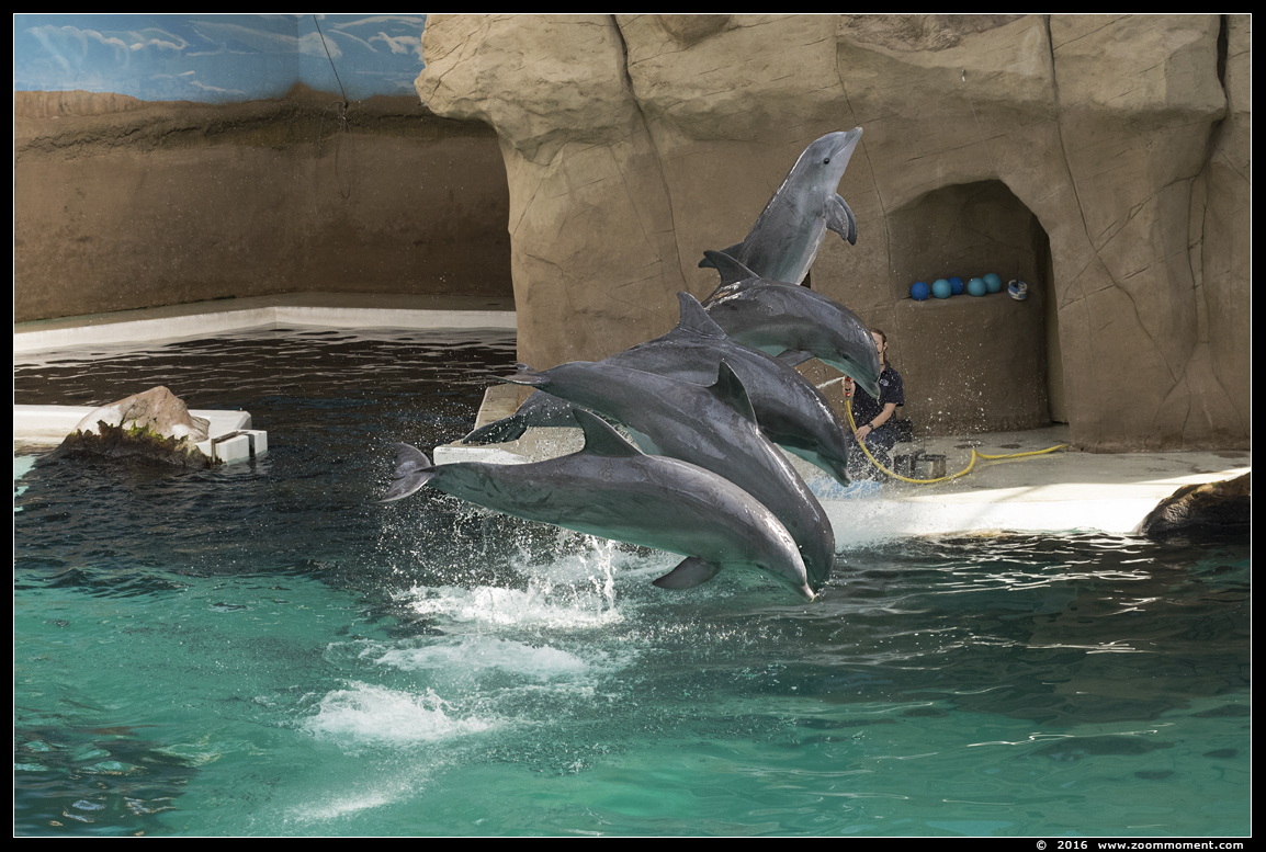 tuimelaar ( Tursiops truncatus ) bottlenose dolphin
Palabras clave: Duisburg zoo tuimelaar Tursiops truncatus  bottlenose dolphin Delfinarium