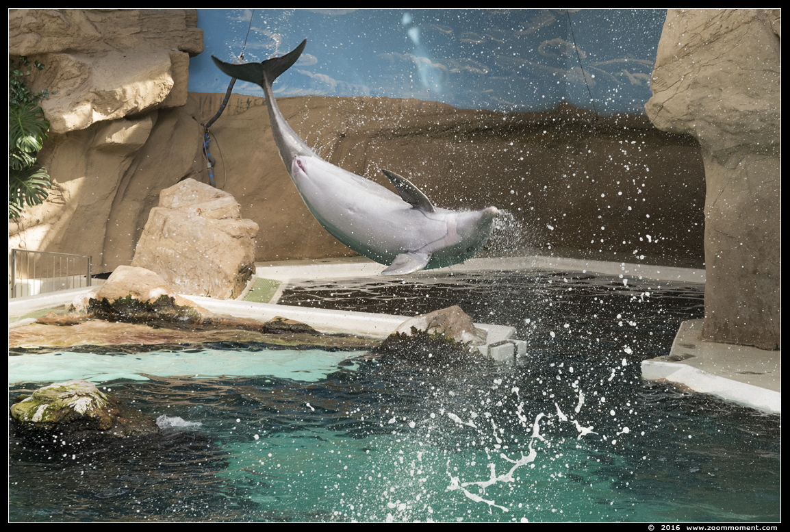 tuimelaar ( Tursiops truncatus ) bottlenose dolphin
Trefwoorden: Duisburg zoo tuimelaar Tursiops truncatus  bottlenose dolphin Delfinarium