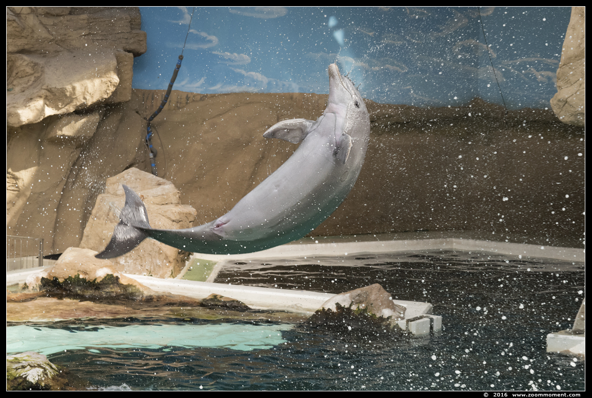 tuimelaar ( Tursiops truncatus ) bottlenose dolphin
Trefwoorden: Duisburg zoo tuimelaar Tursiops truncatus  bottlenose dolphin Delfinarium