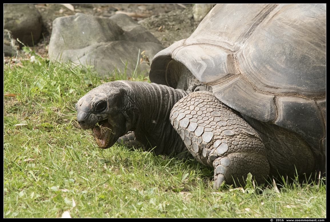 seychellenreuzenschildpad ( Aldabrachelys gigantea or Geochelone gigantea )  Aldabra giant tortoise
Trefwoorden: Duisburg zoo seychellenreuzenschildpad  Aldabrachelys gigantea  Aldabra giant tortoise Geochelone gigantea