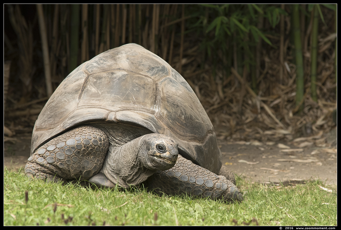 seychellenreuzenschildpad ( Aldabrachelys gigantea or Geochelone gigantea )  Aldabra giant tortoise
Keywords: Duisburg zoo seychellenreuzenschildpad  Aldabrachelys gigantea  Aldabra giant tortoise Geochelone gigantea