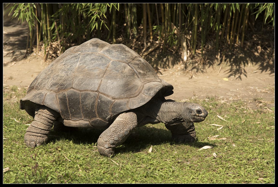 seychellenreuzenschildpad ( Aldabrachelys gigantea or Geochelone gigantea )  Aldabra giant tortoise
Trefwoorden: Duisburg zoo seychellenreuzenschildpad  Aldabrachelys gigantea  Aldabra giant tortoise Geochelone gigantea