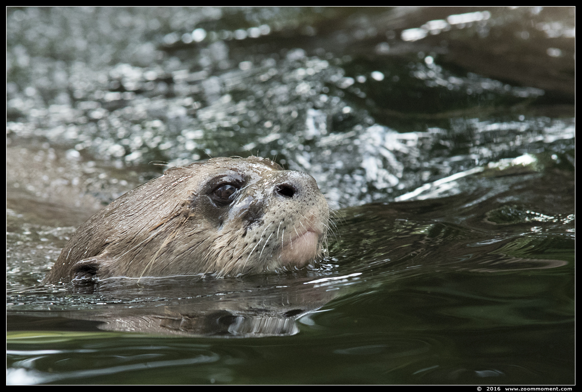reuzenotter ( Pteronura brasiliensis ) giant river otter
Trefwoorden: Duisburg zoo reuzenotter Pteronura brasiliensis  giant river otter