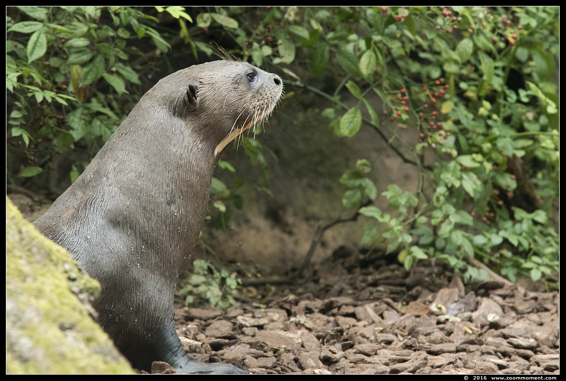 reuzenotter ( Pteronura brasiliensis ) giant river otter
Słowa kluczowe: Duisburg zoo reuzenotter Pteronura brasiliensis  giant river otter