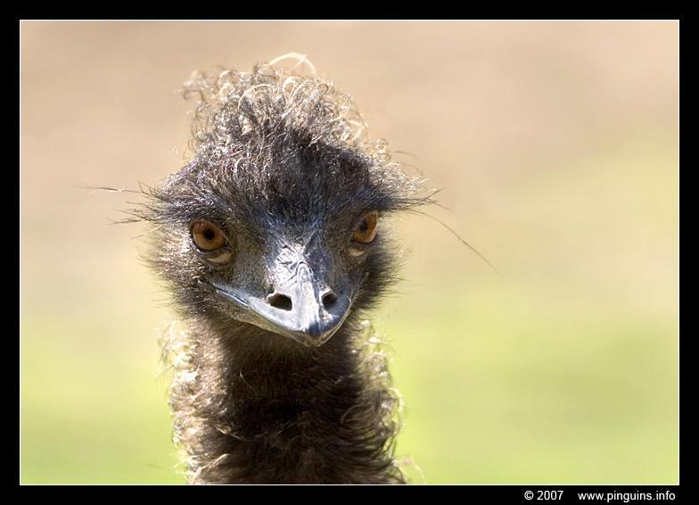 emoe ( Dromaius novaehollandiae ) emu
Trefwoorden: Zoo Duisburg Germany Duitsland emu emoe Dromaius novaehollandiae