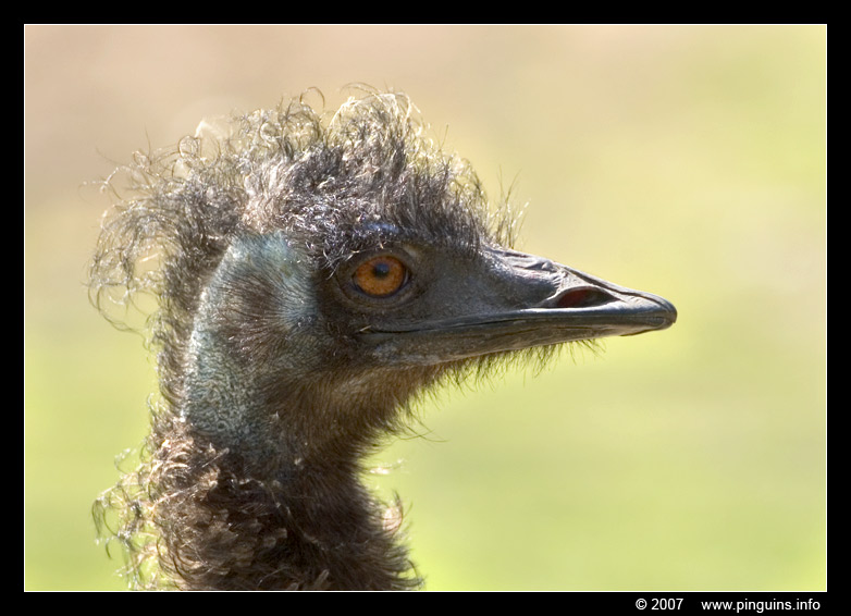 emoe ( Dromaius novaehollandiae ) emu
Trefwoorden: Zoo Duisburg Germany Duitsland emu emoe Dromaius novaehollandiae